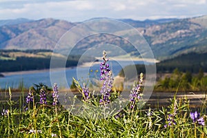 Tranquil Wildflower Meadow in Mountain Range