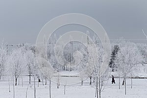 Tranquil Winter Beautiful Landscape With Line of Trees Covered With Hoarfrost
