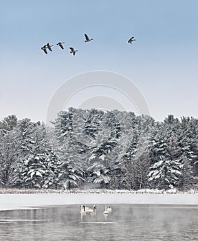 Tranquil winter landscape photo