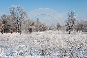 Tranquil winter landscape in sunlight