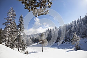 Tranquil Winter Pine Forest Landscape