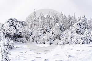 Tranquil winter scene featuring a group of leafless trees covered in a light dusting of snow