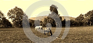 Tranquil Yorkshire Dales Landscape with horses near, Kilnsey, UK, (Sepia Version)