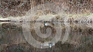 Tranquile scene at the pond on a spring day