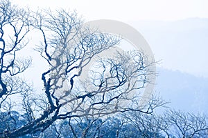 Tranquility autumn forest, art shape of bare branches of trees, cold mountains backgrounds. Blue tone