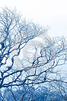 Tranquility autumn forest, art shape of bare branches of trees, cold mountains backgrounds. Blue tone