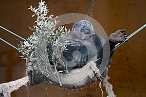 Tranquility in Captivity: Female Gorilla Resting in a Hammock
