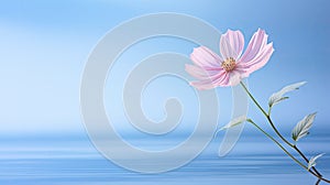 tranquility pink flowers blue background