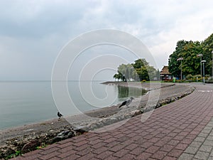 Tranquility at sea, calm water, unspoiled horizon, waterweed