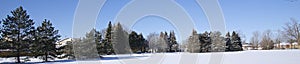 Tranquillity scene of a panoramic view of pine trees in winter park photo