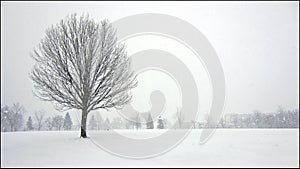 Tranquillity scene of a single maple tree in heavy snowfall, winter scenery photo