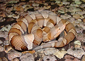 Trans-Pecos Copperhead Snake photo