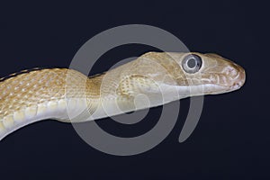 Trans-Pecos rat snake / Bogertophis subocularis
