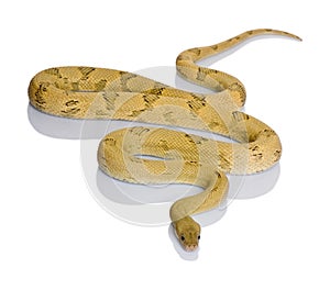 Trans-Pecos rat snake, slithering