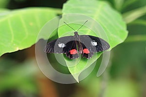 Transandean cattleheart