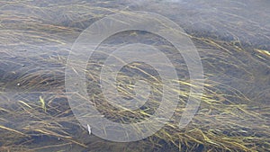 Transbaikalian river Ingoda in the fall.