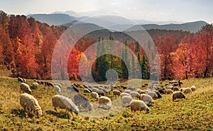 Transcarpathian pastures in autumn