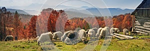 Transcarpathian pastures in autumn