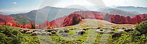 Transcarpathian pastures in autumn