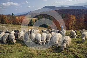 Transcarpathian pastures in autumn