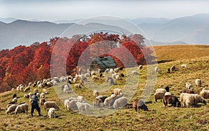 Transcarpathian pastures in autumn