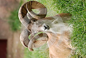 Transcaspian urial