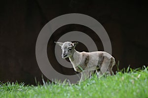 Transcaspian urial lamb