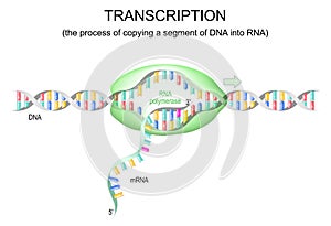 Transcription dna to rna