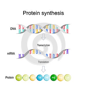 Transcription and translation. Protein synthesis photo