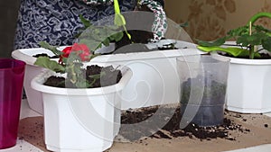 Transfer of geraniums to another pot. The woman transplants the plant into another pot. Close-up shot