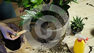 Transfer of plants to another pot, close-up of a gardener holding garden tools in his hand, in the background flowers Zamioculcas