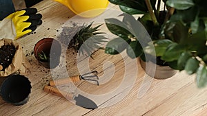 Transfer of plants to another pot, close-up of a gardener holding garden tools in his hand, in the background flowers Zamioculcas