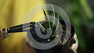 Transfer of plants to another pot, close-up of a gardener holding garden tools in his hand, in the background flowers Zamioculcas