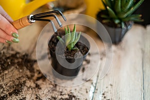 Transfer of plants to another pot, close-up of a gardener holding garden tools in his hand, in the background flowers Zamioculcas