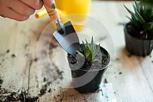 Transfer of plants to another pot, close-up of a gardener holding garden tools in his hand, in the background flowers Zamioculcas