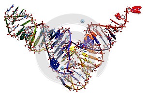 Transfer ribonucleic acid of yeast