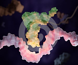 Transfer RNA (abbreviated tRNA and formerly referred to as sRNA