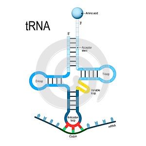 Transfer RNA. genetic code. photo