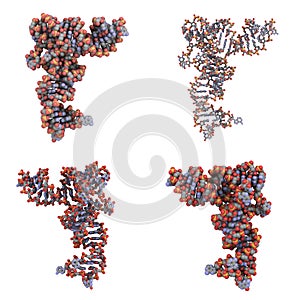 Transfer RNA (tRNA) molecule