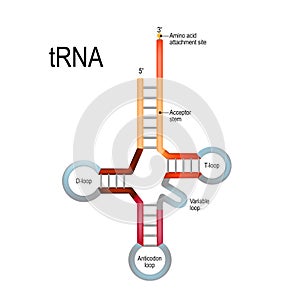 Transfer RNA tRNA photo