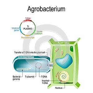 Transfer of T-DNA into plant cell from Agrobacterium. This bacterium is a natural genetic engineer, that can the insertion of a photo