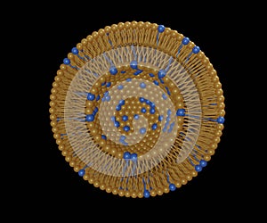 Transferosomes structure are vesicular carrier systems that enclosed by a lipid bilayer, together with an edge activator