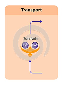 Transferrin, blood plasma glycoprotein that binds and transports iron throughout the body, playing a crucial role in iron photo