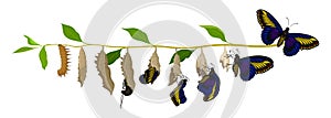 Transformation of butterfly from larva to adult insect. Life cycle. Nature and entomology theme. Flat vector design photo