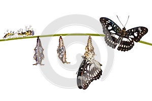 transformation from caterpillar , chrysalis of Black-ve