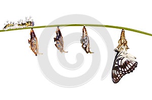 transformation from caterpillar , chrysalis of Black-ve