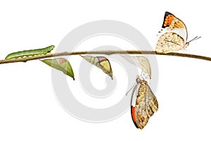 Transformation of great orange tip butterfly Anthocharis carda photo