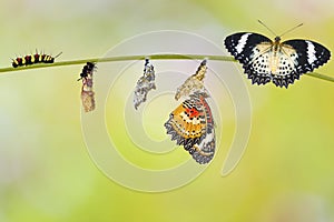 Transformation from caterpillar of Leopard lacewing butterfly