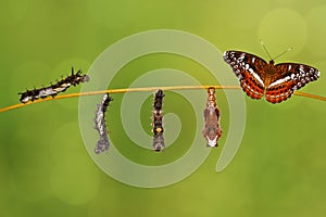 Transformation caterpillar to pupa of commander butterfly resting on twig photo