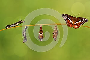 Transformation caterpillar to pupa of commander butterfly resting on twig